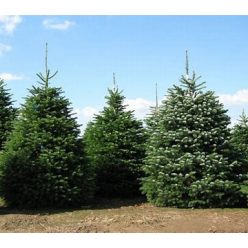 Nordmann fenyő fl 60/80