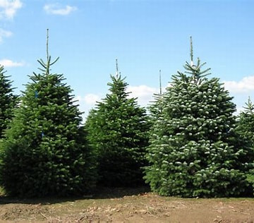 Nordmann fenyő fl 60/80