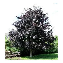 Vérjuhar Crimson king