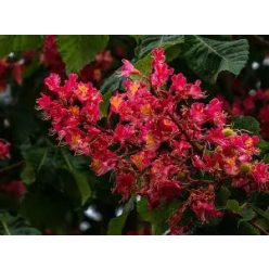 Piros virágú vadgesztenye 10-12