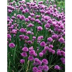 Snidling (metélőhagyma)