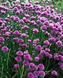 Snidling (metélőhagyma)