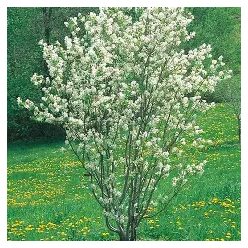 Mézalmácska( Fanyarka)