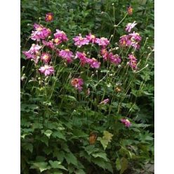 Japán szellőrózsa