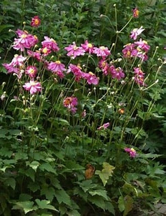 Japán szellőrózsa