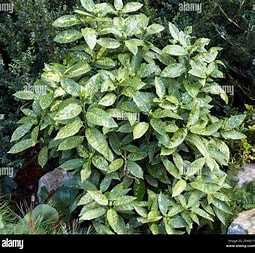 Tarkalevelű japán babérsom