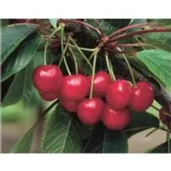 Balkon cseresznye Lapin