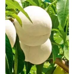 Balkon őszibarack Ice Peach