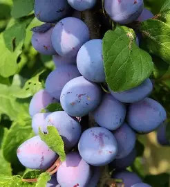 Balkon szilva Fruit Me