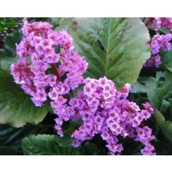 Medvetalp( bőrlevél)