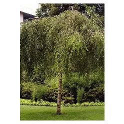 Youngii szomorú nyírfa 4