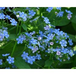 Kaukázusi nefelejcs