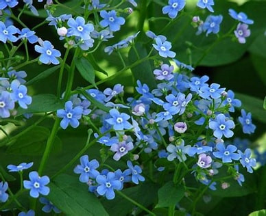 Kaukázusi nefelejcs