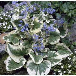  Kaukázusi Nefelejcs tarka