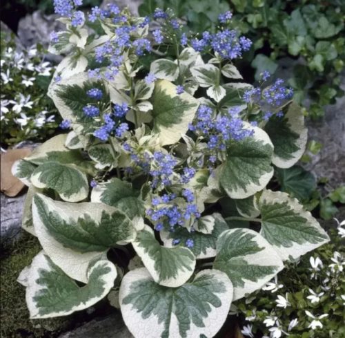  Kaukázusi Nefelejcs tarka