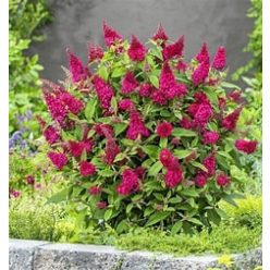  mini nyári orgona bíbor