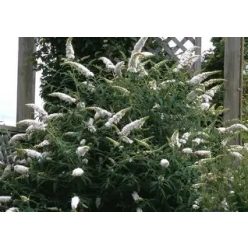 nyári orgona  fehér