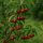 Cseresznyefa (Prunus avium Carmen)