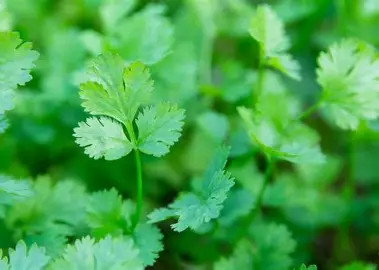 Koriander