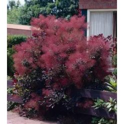 Bordó cserszömörce