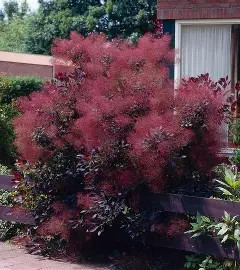 Bordó cserszömörce