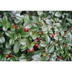 Fűzlevelű madárbirs "Bella"