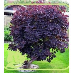 Magastörzsű bordó levelű cserszömörce