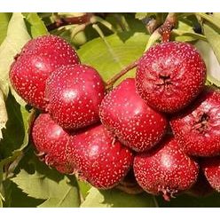 Kínai galagonya ehető