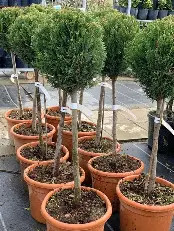 Gömbre nyírt Leylandii ciprus magastörzsű