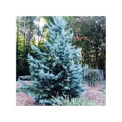 Arizóniai ciprus fl 150/175