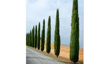 Valódi ciprus Totem