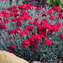 Évelő szegfű Bordó