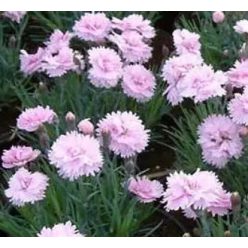 Évelő szegfű Fehér