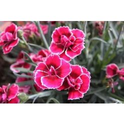 Évelő szegfű Pink