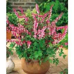 Szívvirág Rózsaszín-fehér