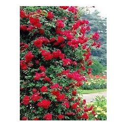 Futórózsa Don Juan