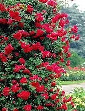 Futórózsa Don Juan