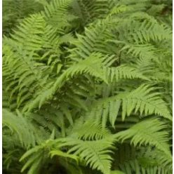 Páfrány (Erdei pajzsika)