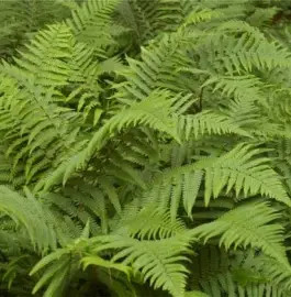 Páfrány (Erdei pajzsika)