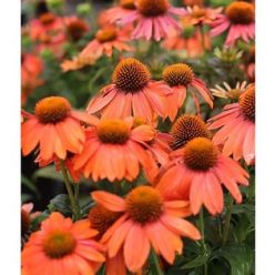 Kasvirág narancssárga