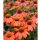 Kasvirág narancssárga