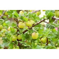  Magastörzsű zöld egres