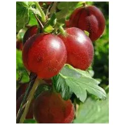  Magastörzsű piros egres