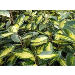 Tarka levelű ezüstfa limelight