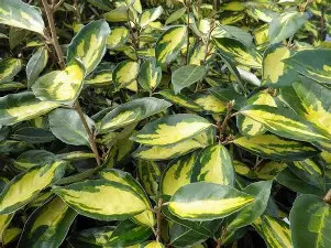 Tarka levelű ezüstfa limelight