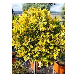 Aranytarka kecskerágó gömbre nyírva magastörzsű