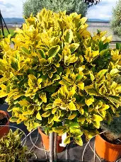 Aranytarka kecskerágó gömbre nyírva magastörzsű