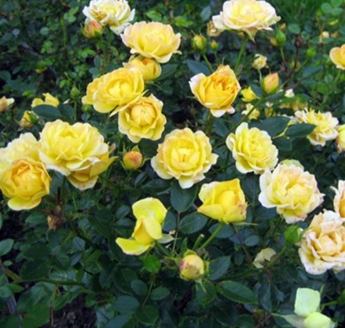 Talaktakaró rózsa Fairy Gold