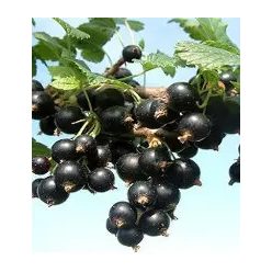 Fertődi 1 fekete ribizli