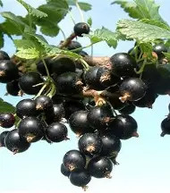  Magastörzsű Fertődi 1 fekete ribizli